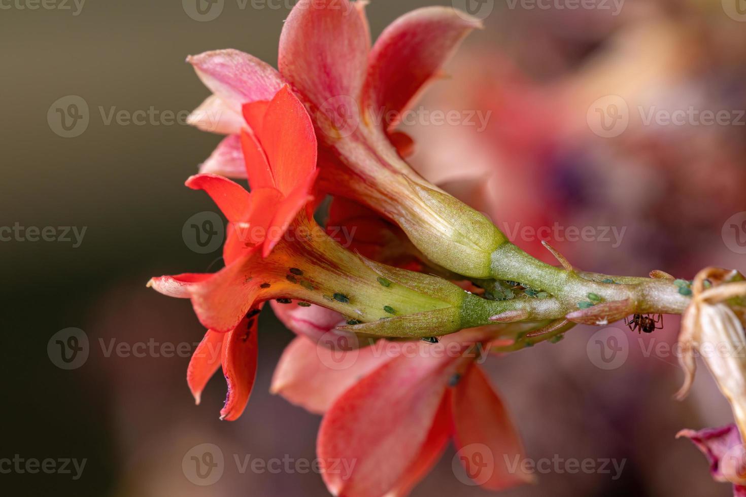 pequenos pulgões inseto na planta katy flamejante foto