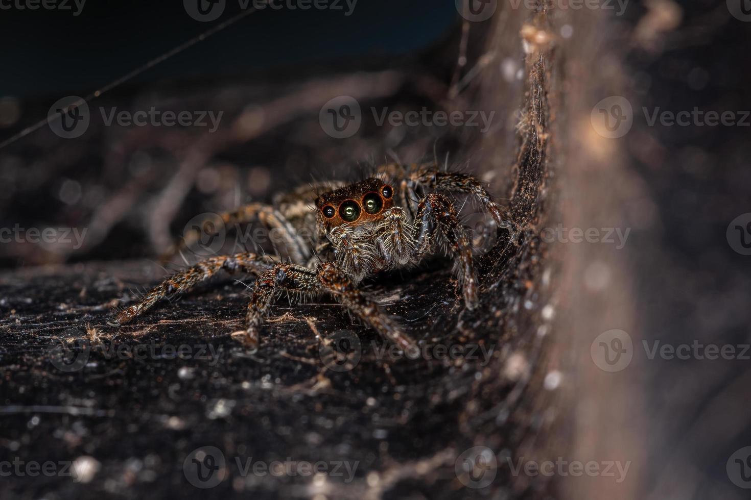 aranha saltadora pantropical fêmea adulta foto