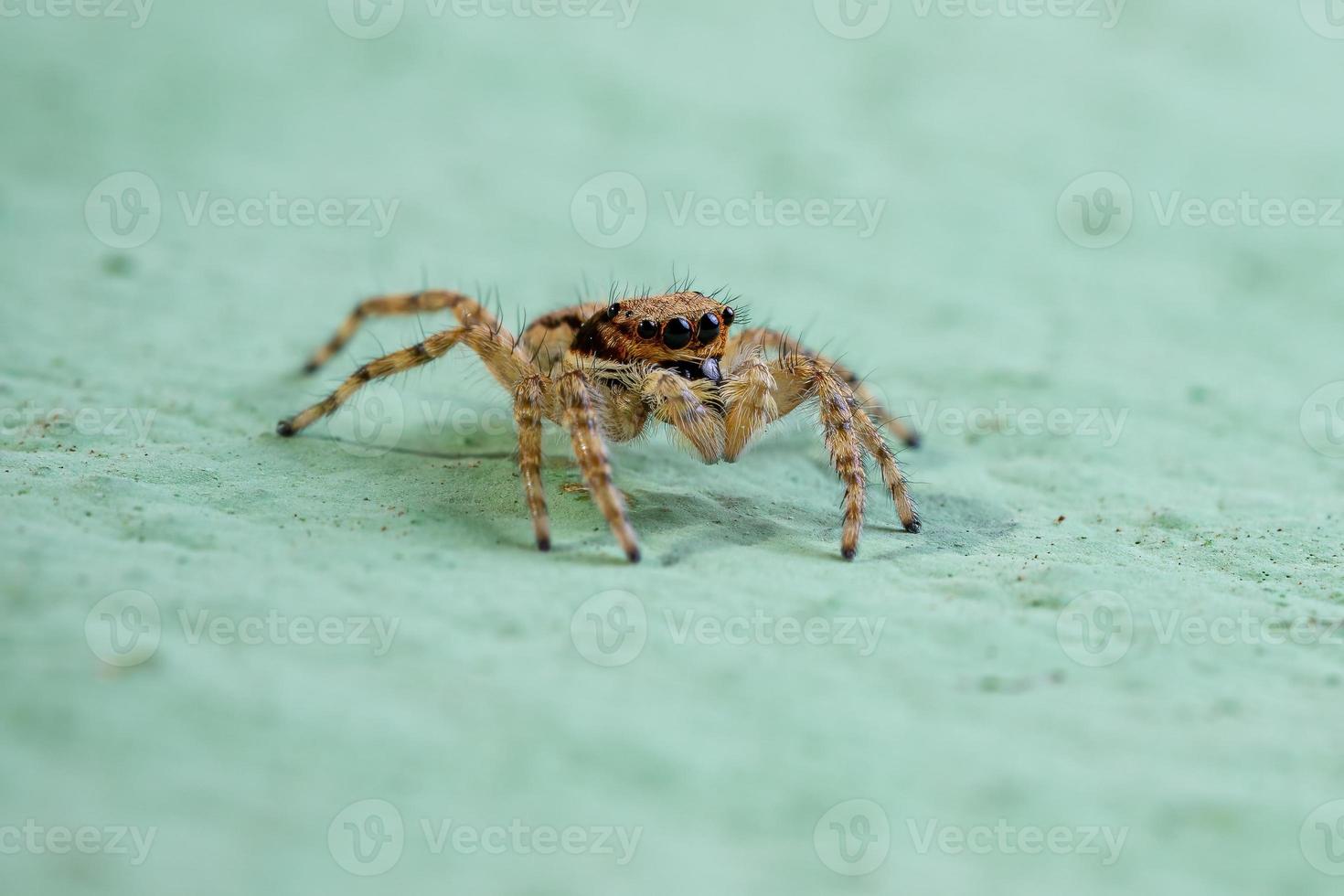 pequena aranha cinza saltadora foto