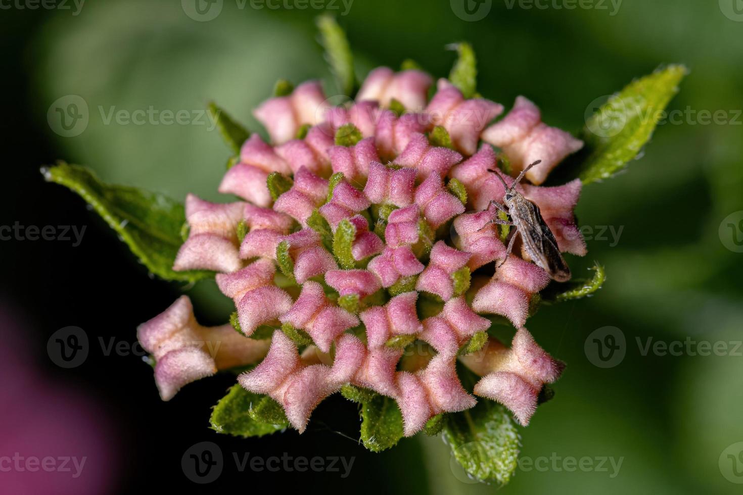flor de lantana comum foto
