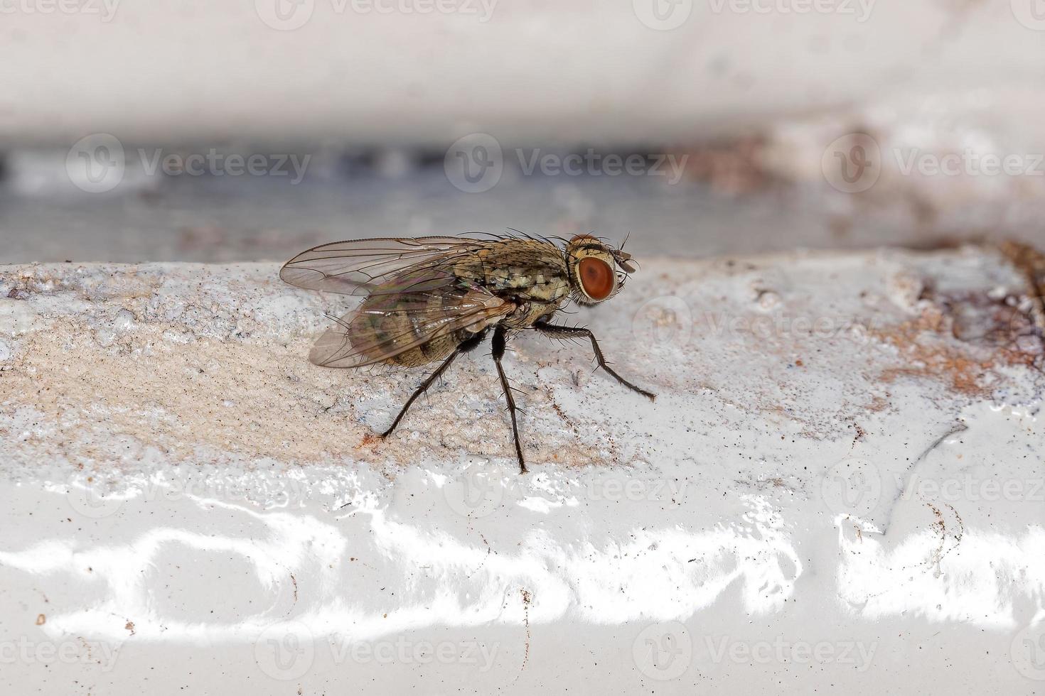 mosca caliptrata adulta foto