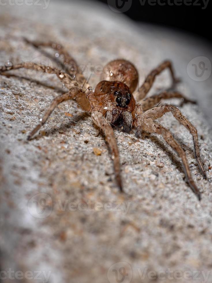 aranha lobo adulta foto