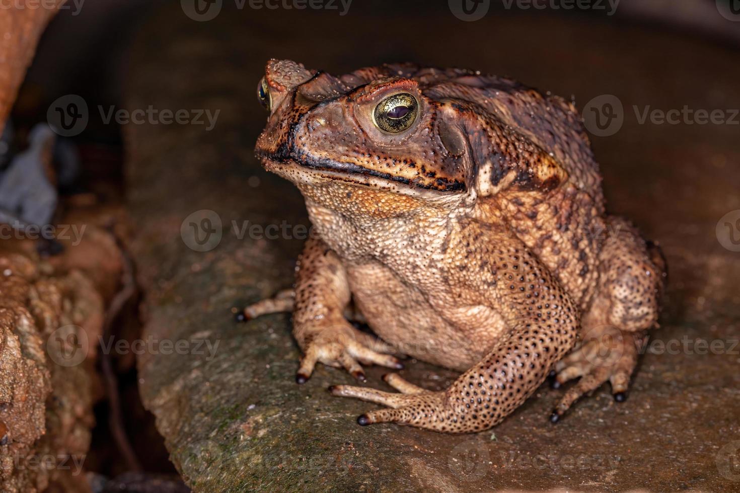 sapo cururu adulto foto