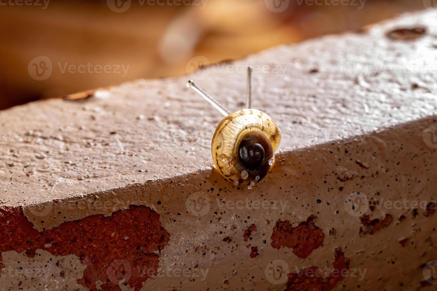 caracol vagabundo asiático foto