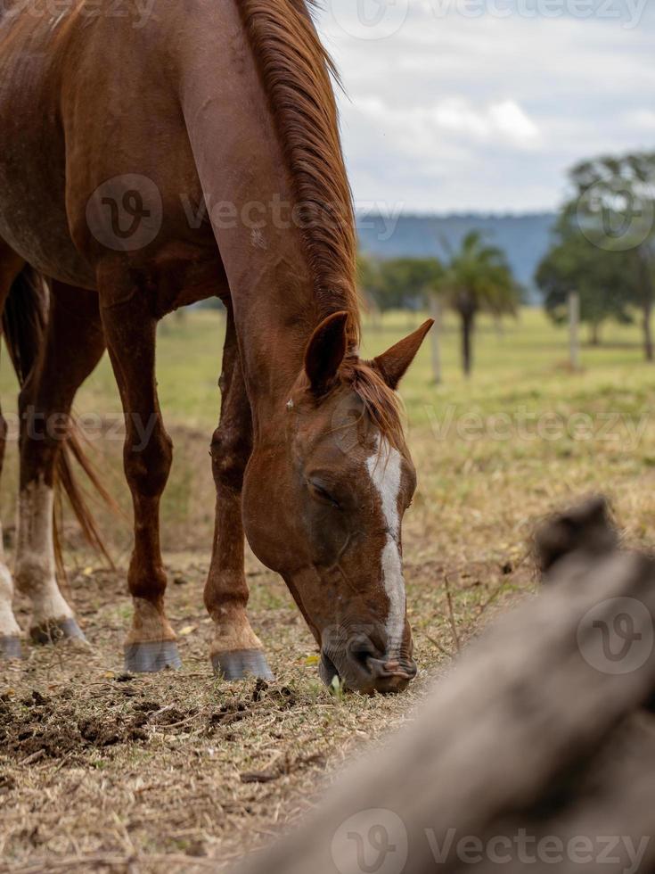 cavalo em fazenda brasileira foto