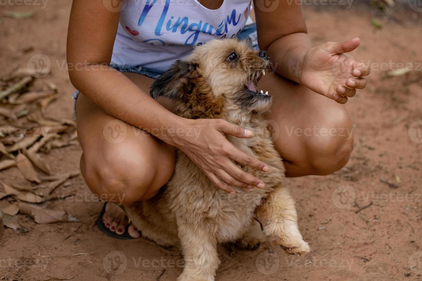 cachorro doméstico em uma fazenda foto