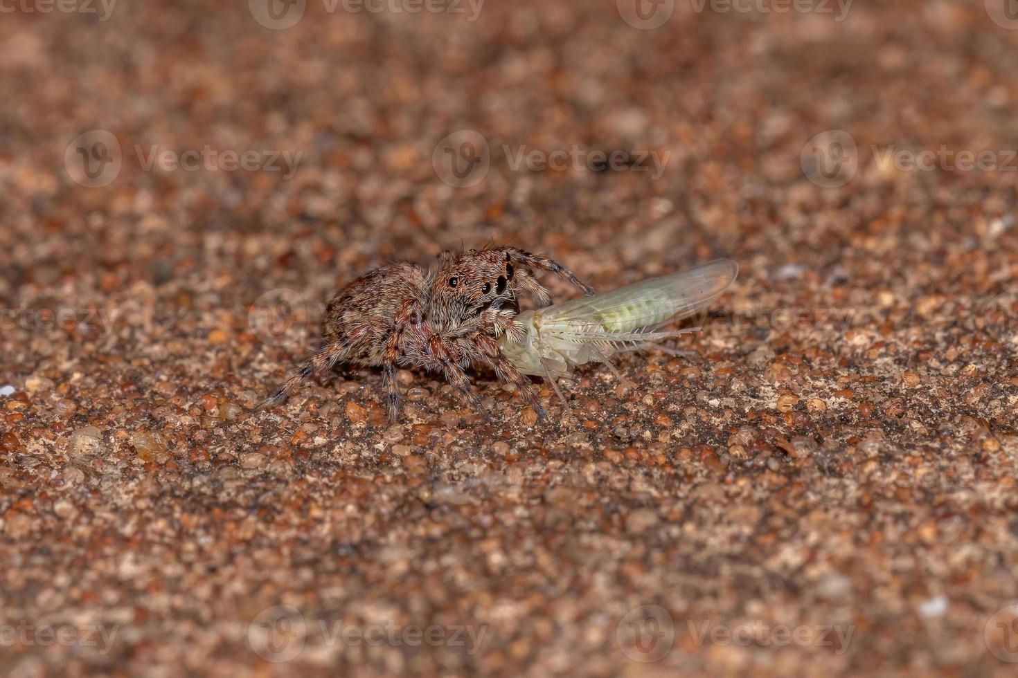 pequena aranha saltadora foto