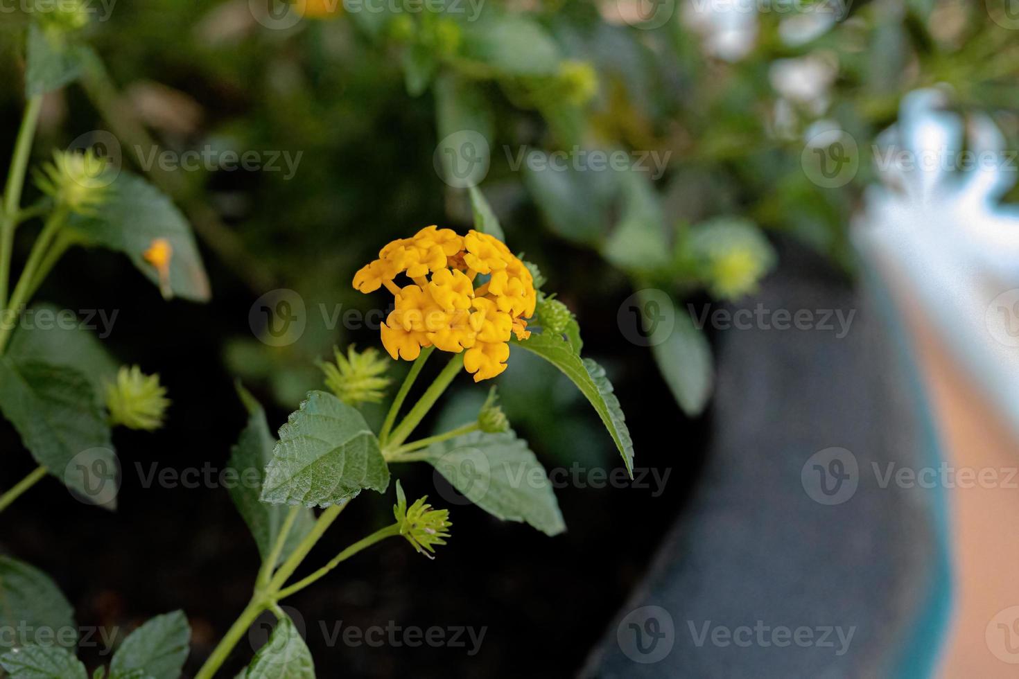 flor de lantana comum foto