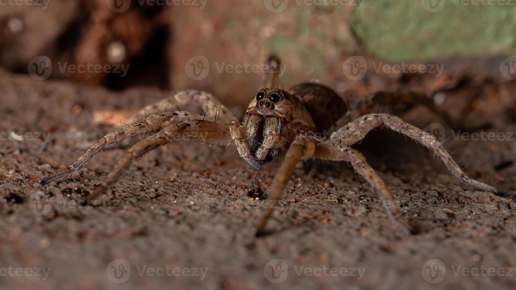 aranha lobo adulta foto