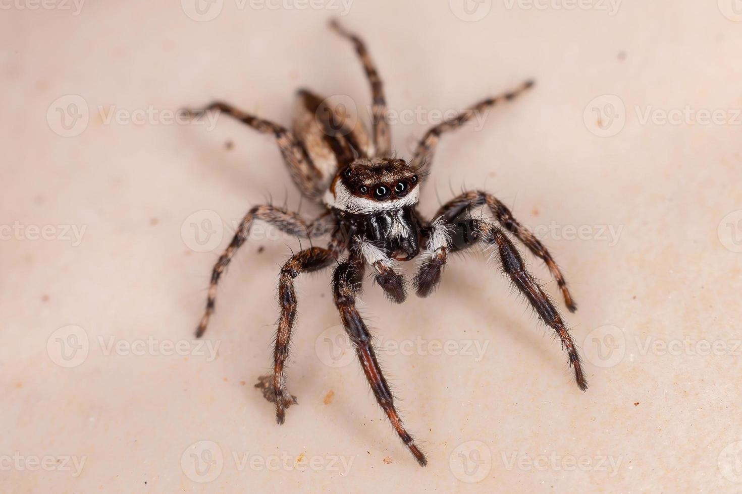 aranha saltadora de parede cinza macho adulto foto