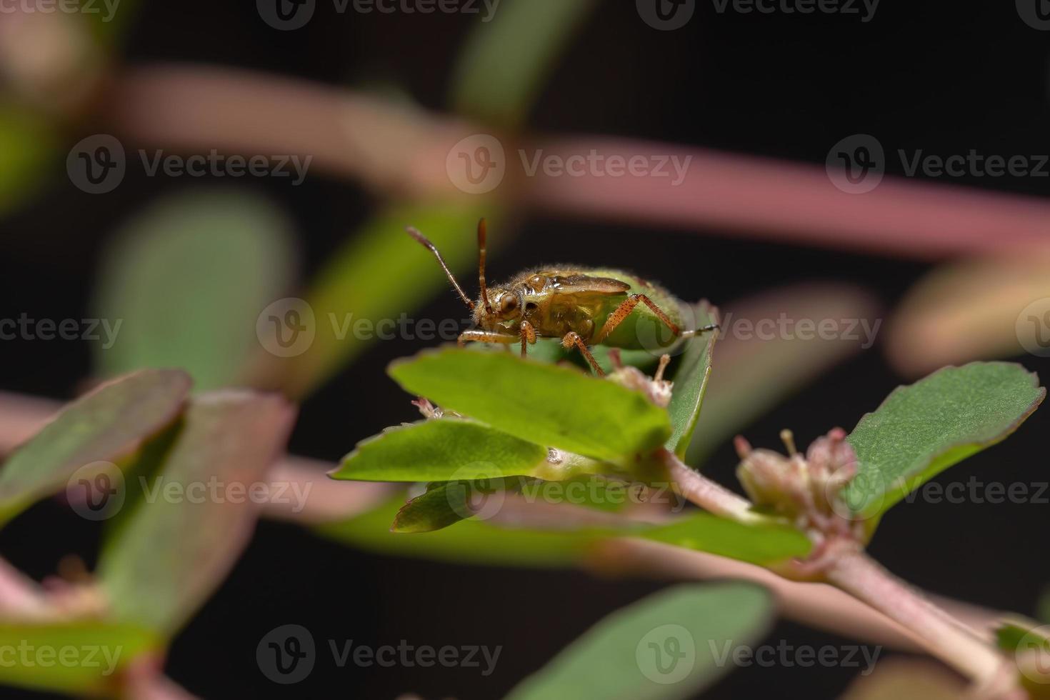 ninfa de inseto de planta sem cheiro foto