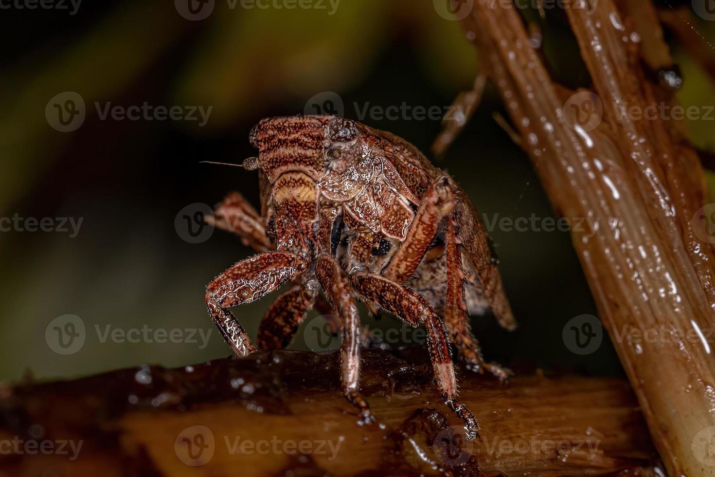 ninfa de inseto planthopper foto