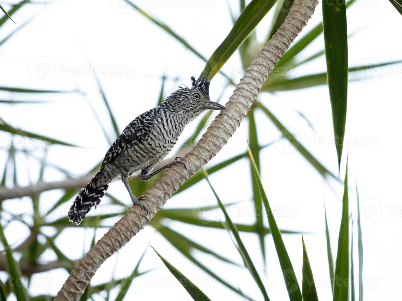 Antshrike macho brasileiro barrado foto