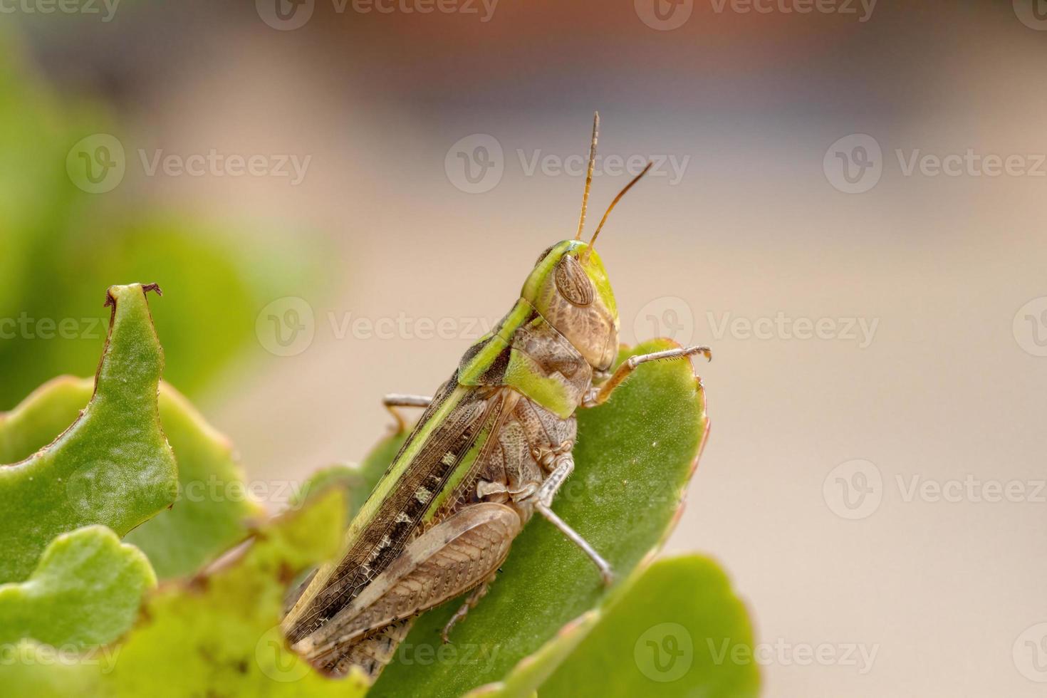 gafanhoto adulto estridulante de face inclinada foto