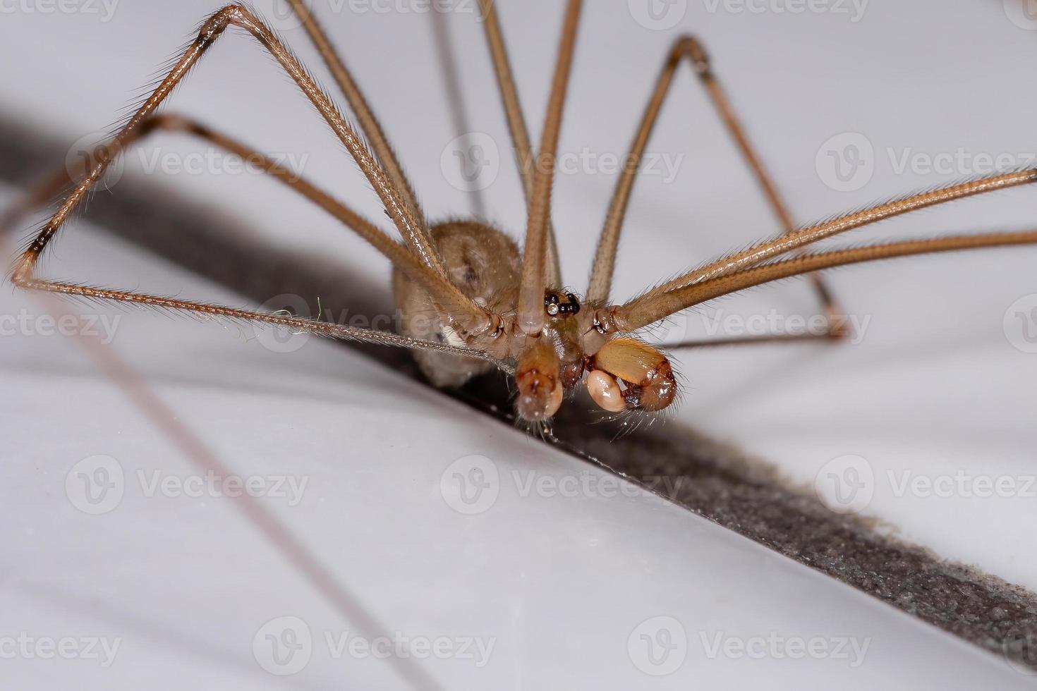 aranha adega de corpo curto adulto foto