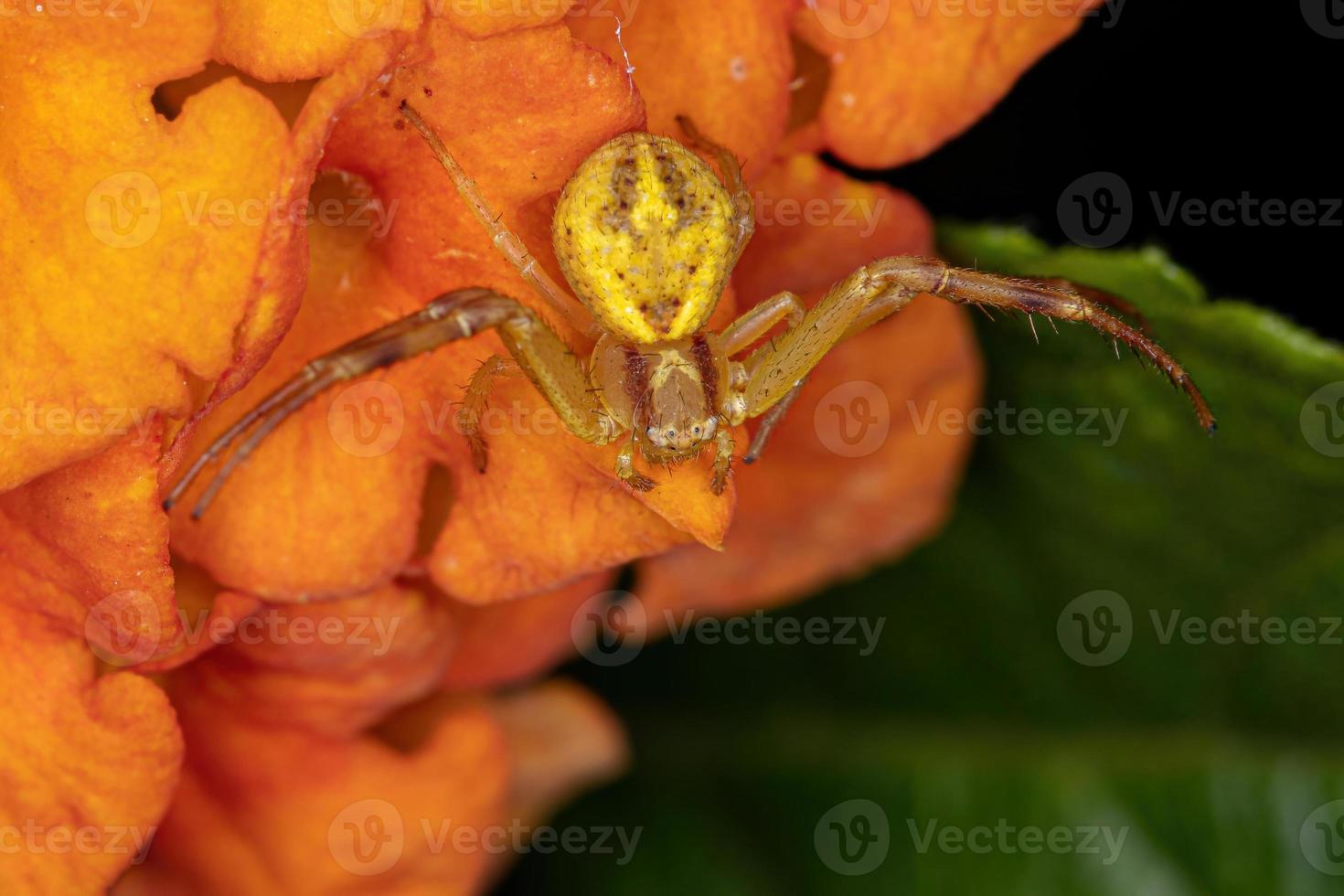 pequena aranha caranguejo foto