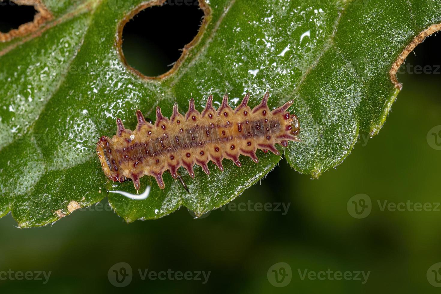larva de besouro de pulga foto