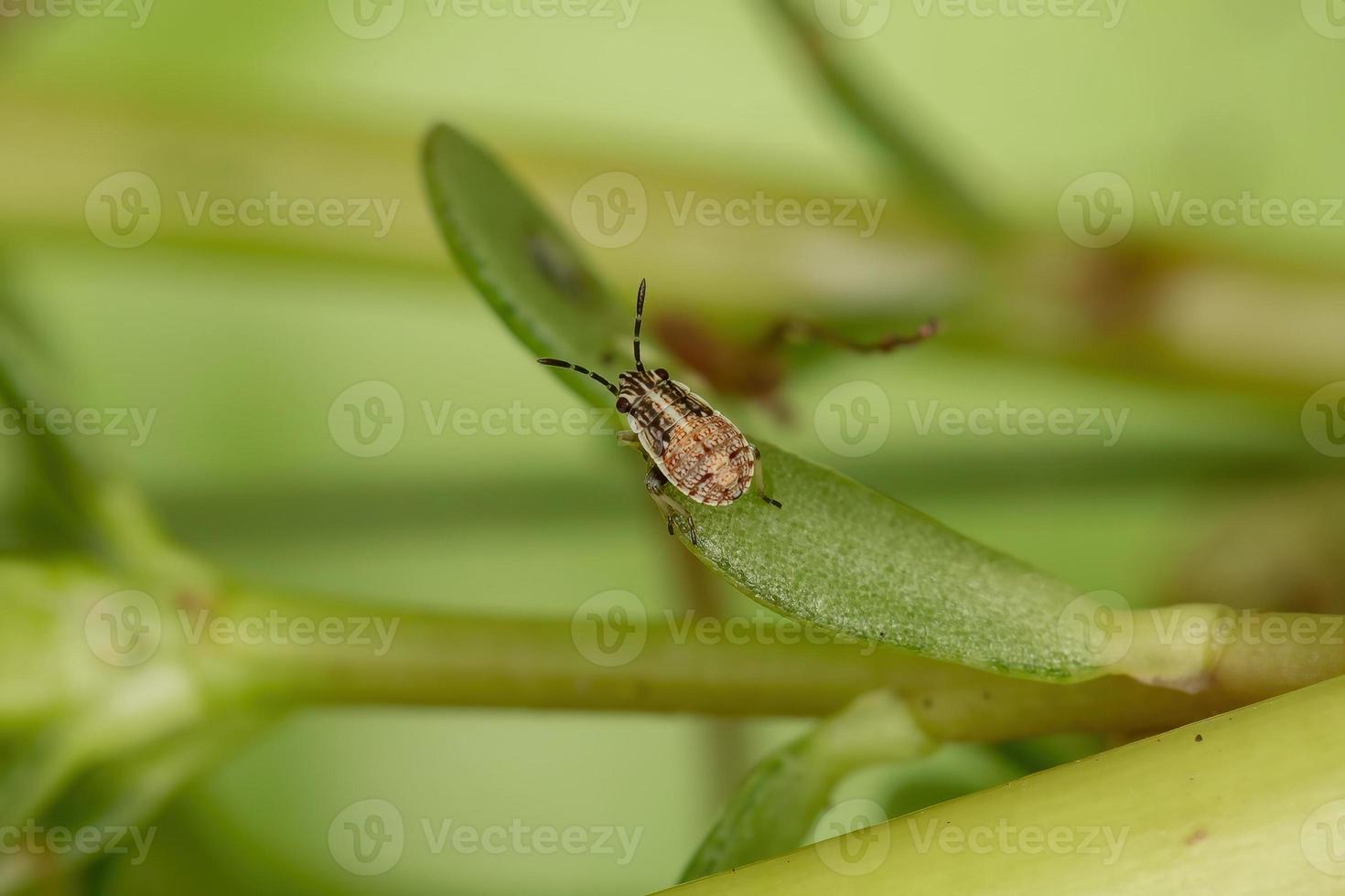 ninfa de inseto em uma beldroega comum foto