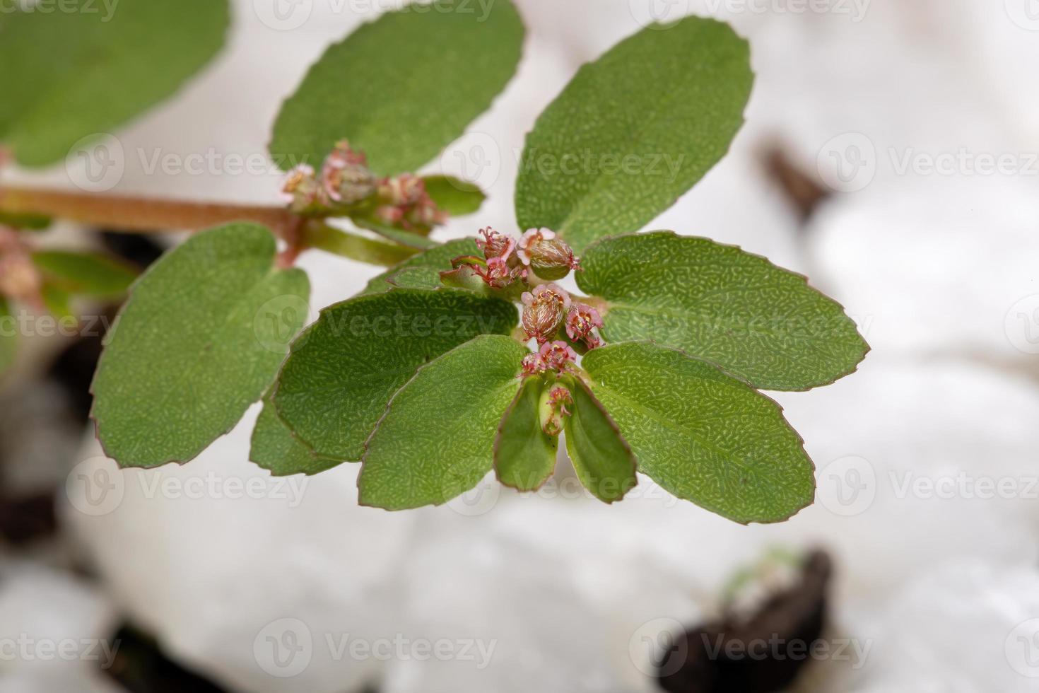 trepadeira-cáustica vermelha com frutas e flores foto