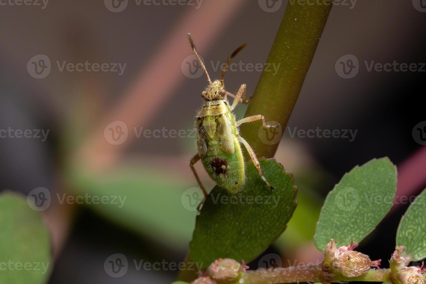 ninfa de inseto de planta sem cheiro foto