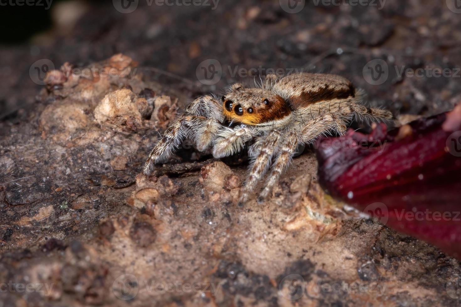 aranha saltadora de parede cinza adulta foto