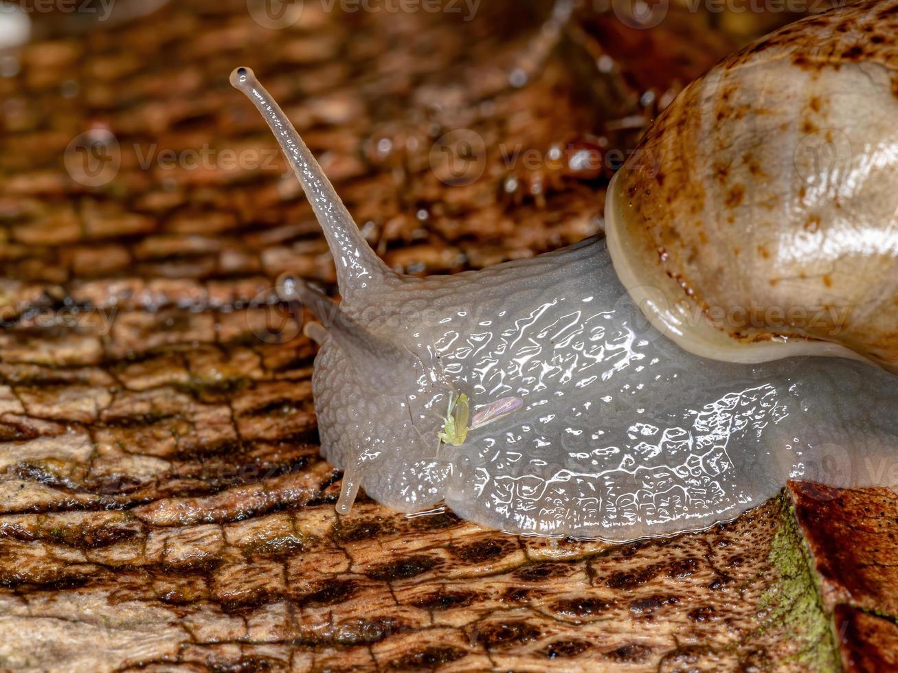 caracol gigante africano foto