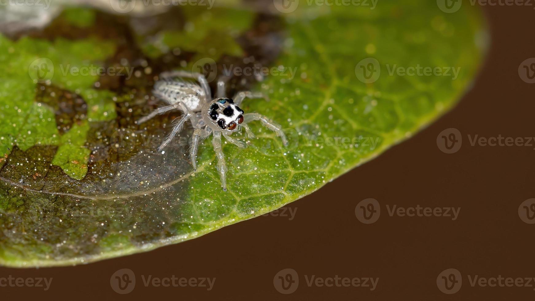 pequena aranha saltadora foto