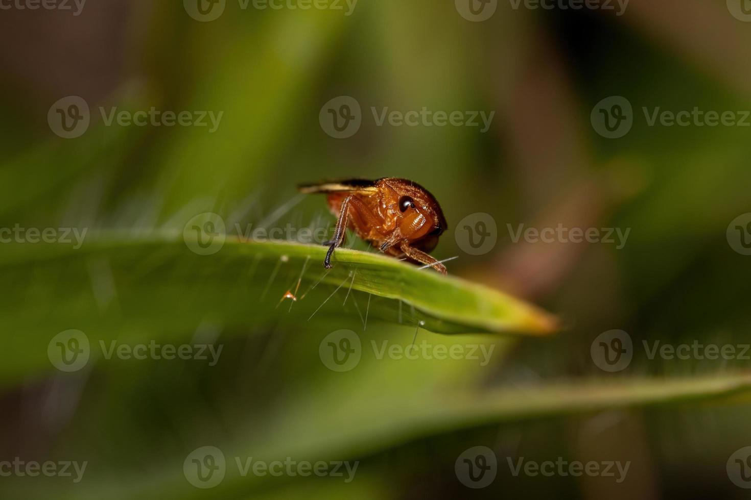 inseto froghopper adulto foto