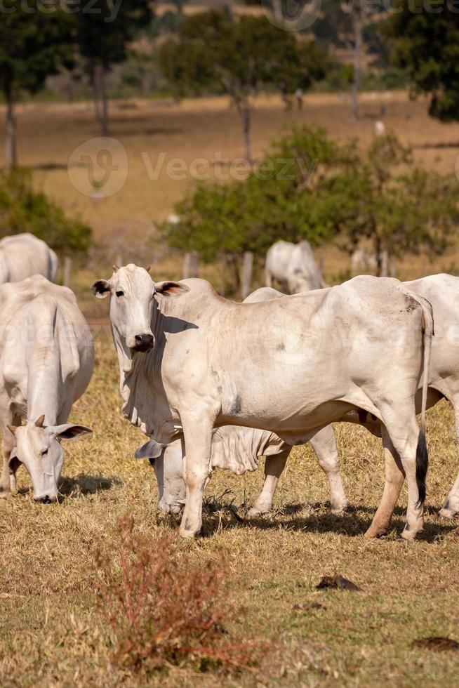 vaca adulta em uma fazenda foto