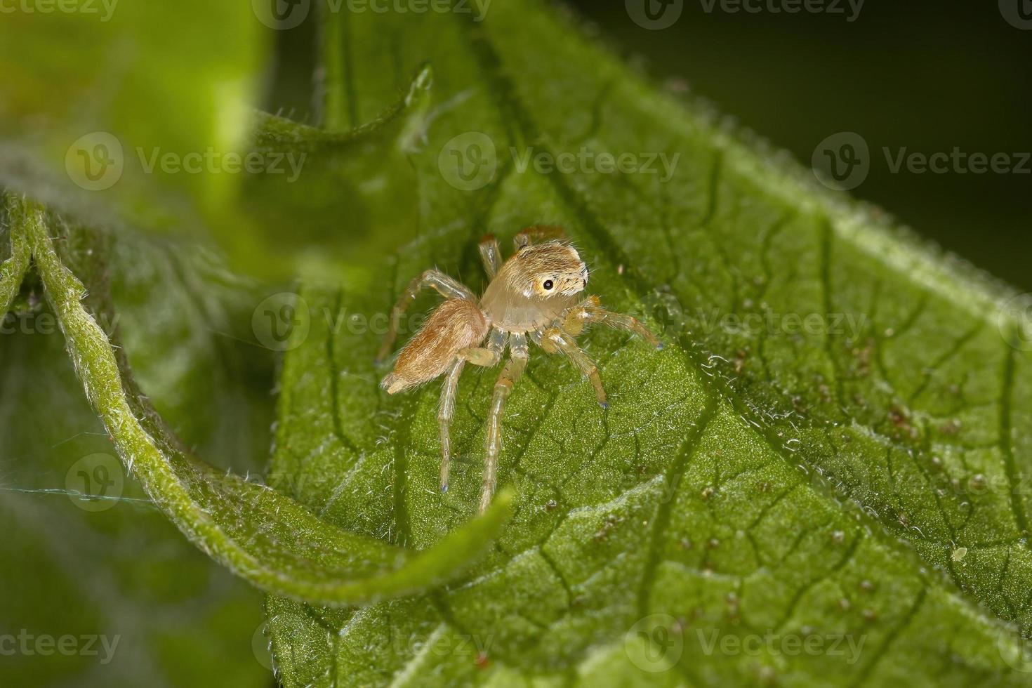 pequena aranha saltadora foto