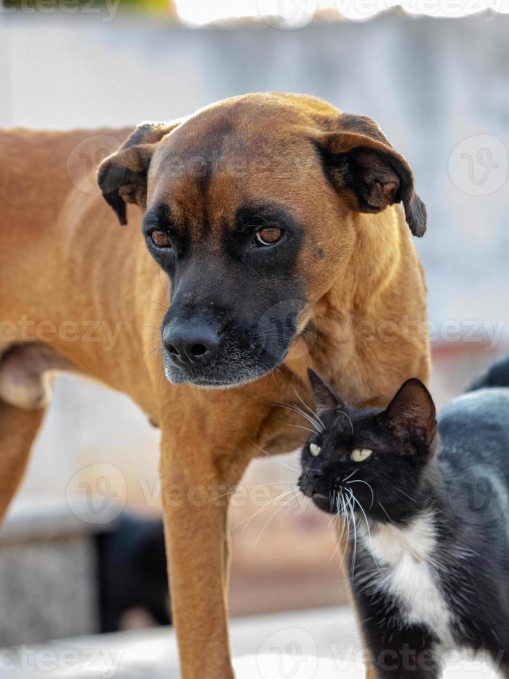 cão e gato abandonados interagindo foto