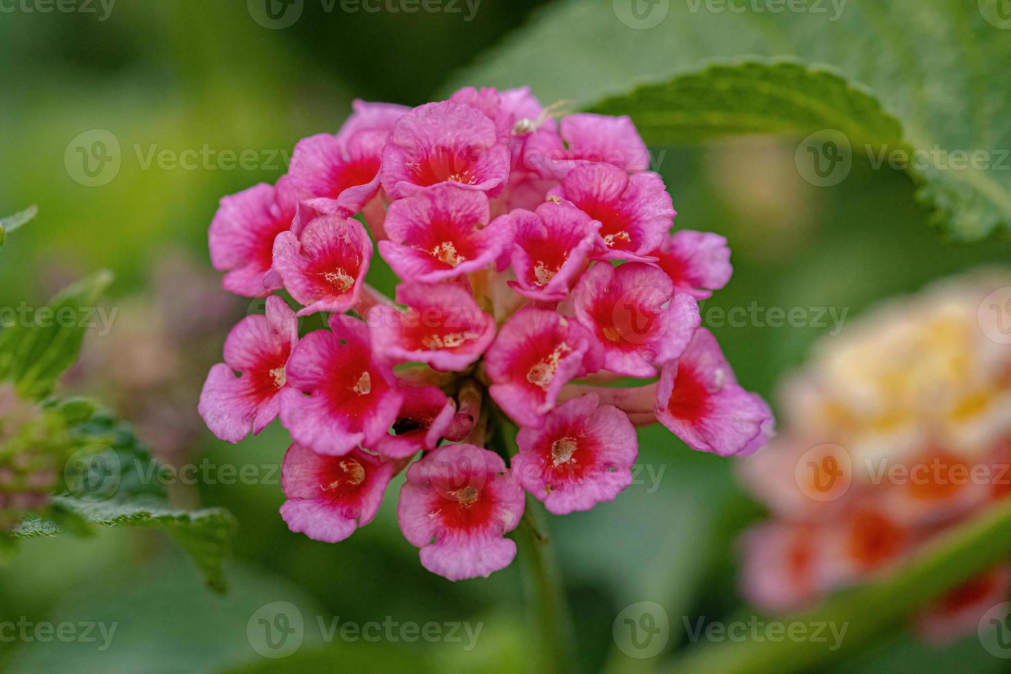 flor de lantana comum foto