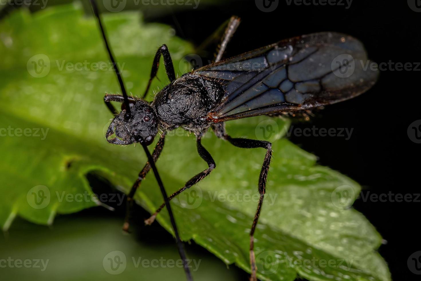 formiga ectatommina macho alada adulta foto
