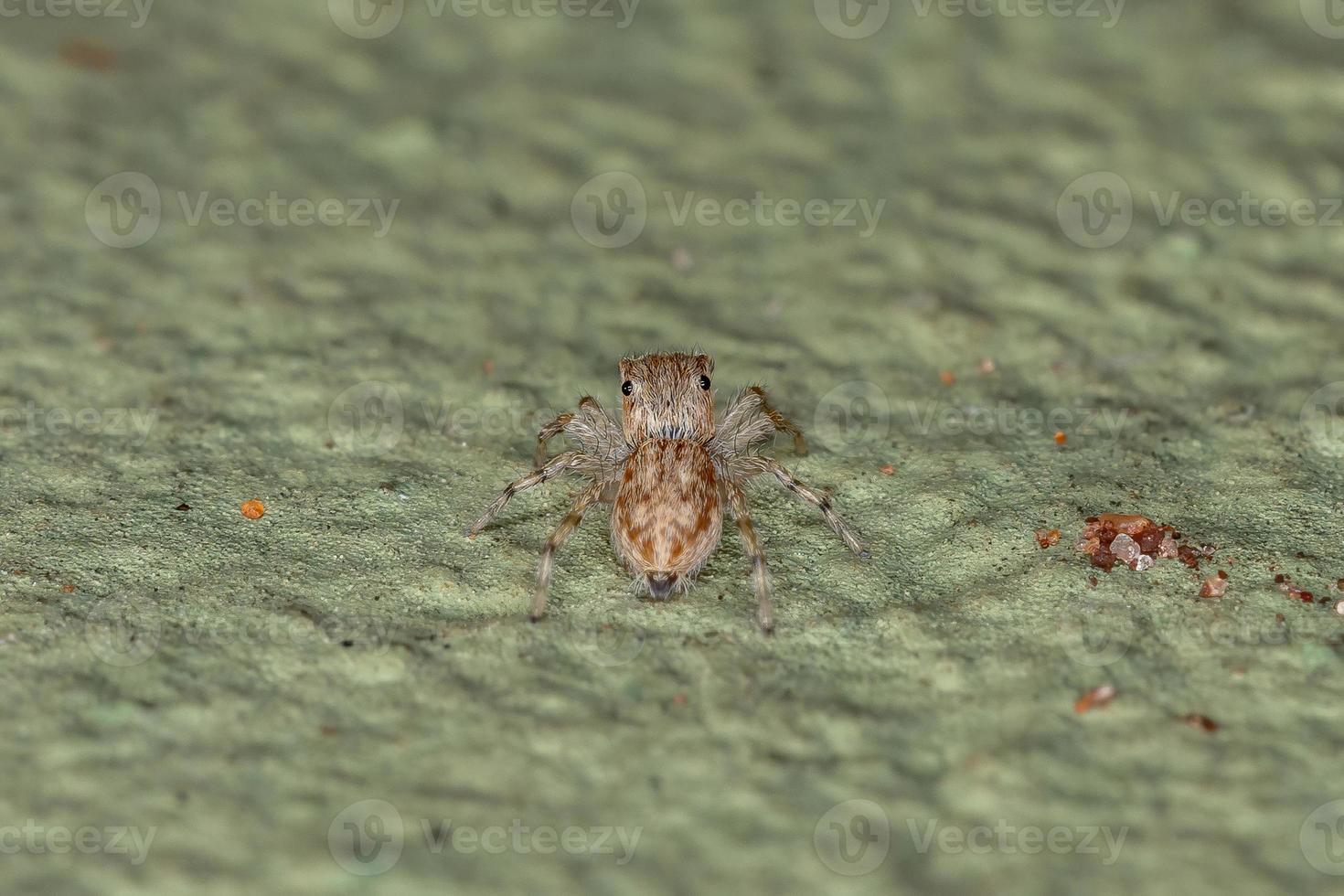 aranha saltadora de parede cinza foto