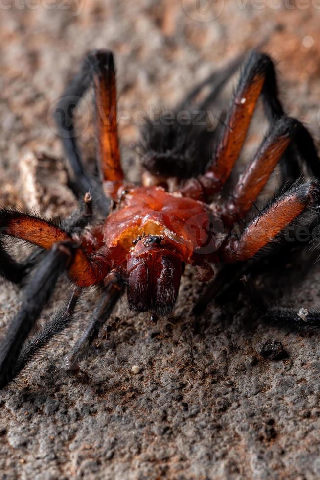 cortina teia de aranha foto