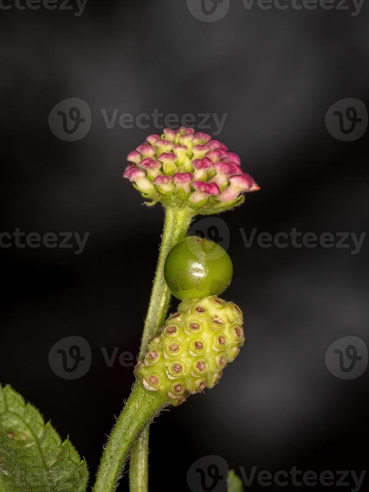 flor de lantana comum foto