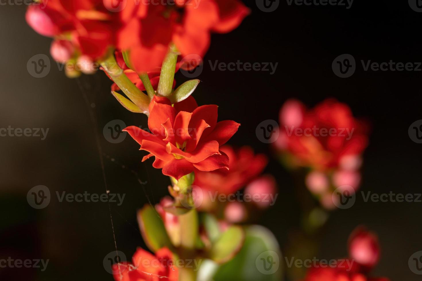 flor vermelha katy flamejante foto