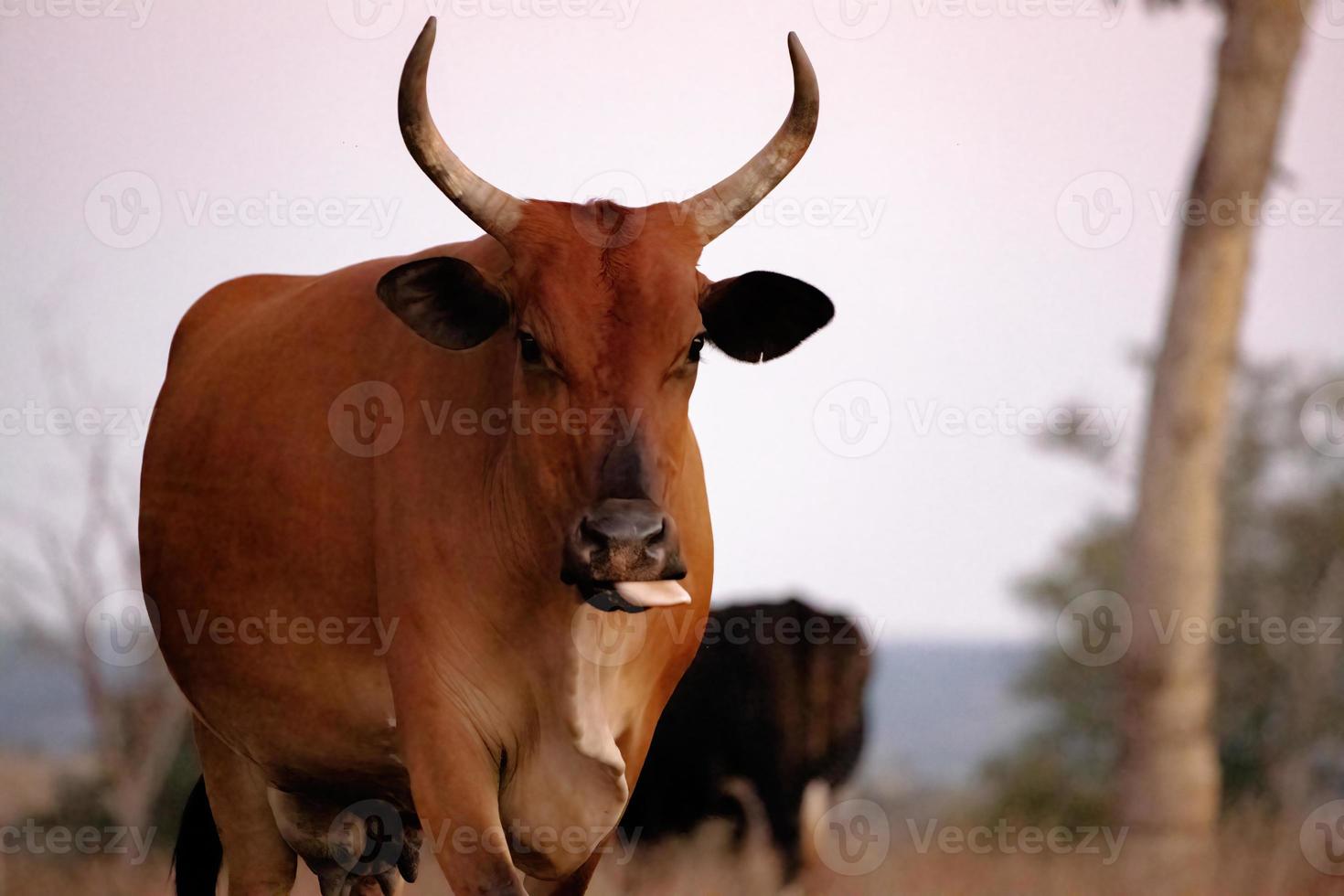 vaca adulta em uma fazenda foto