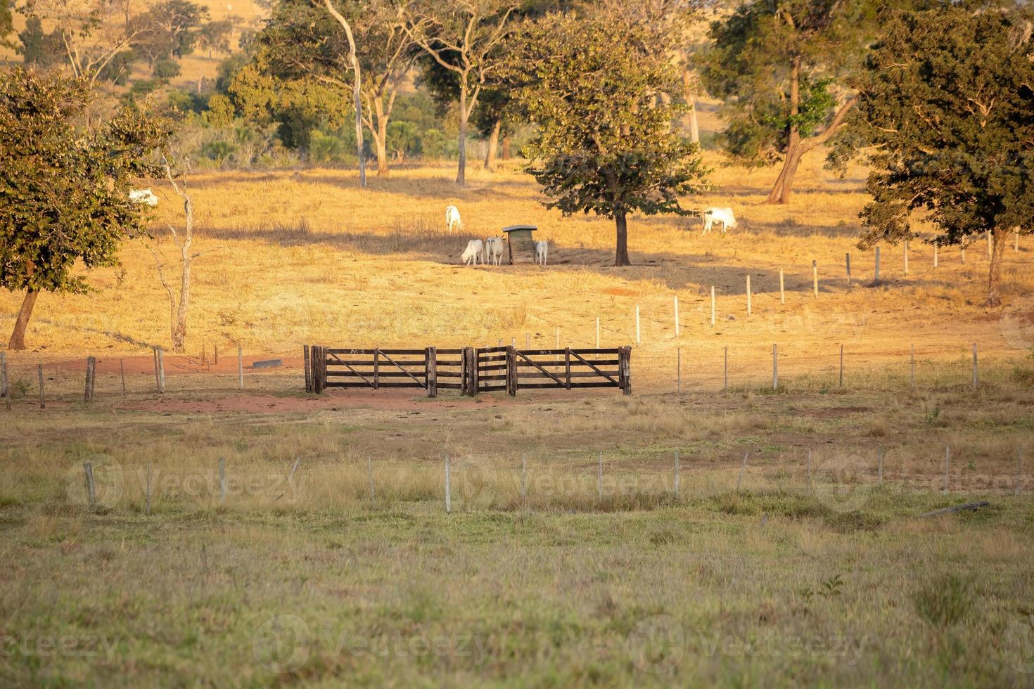 campos de pastagem típicos foto