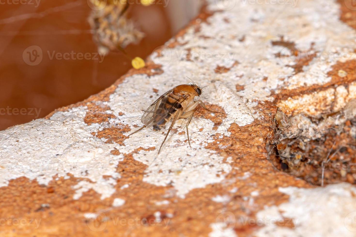 mosca-corcunda adulta foto