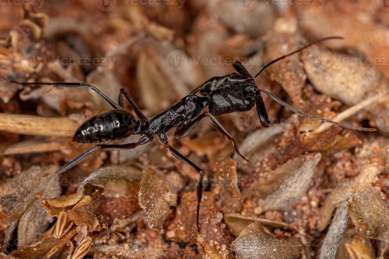 formiga-mandíbula adulta foto