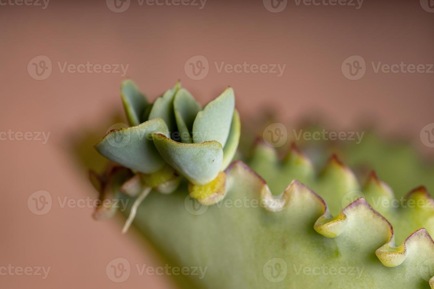 detalhes das folhas de uma planta crasulácea foto