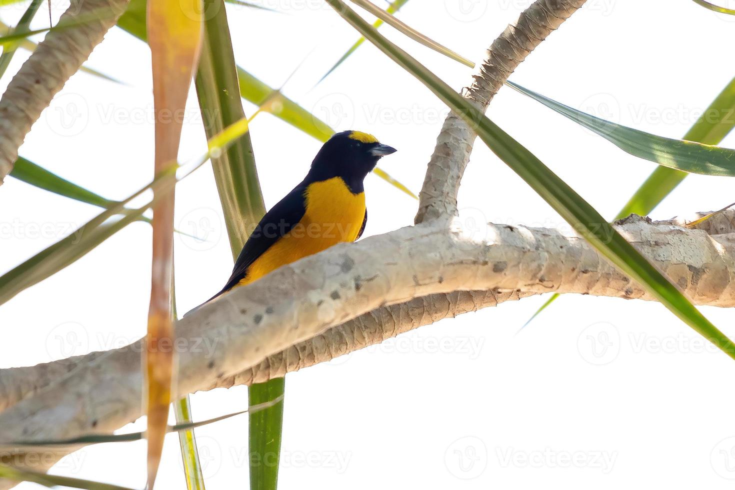 eufonia de garganta roxa foto