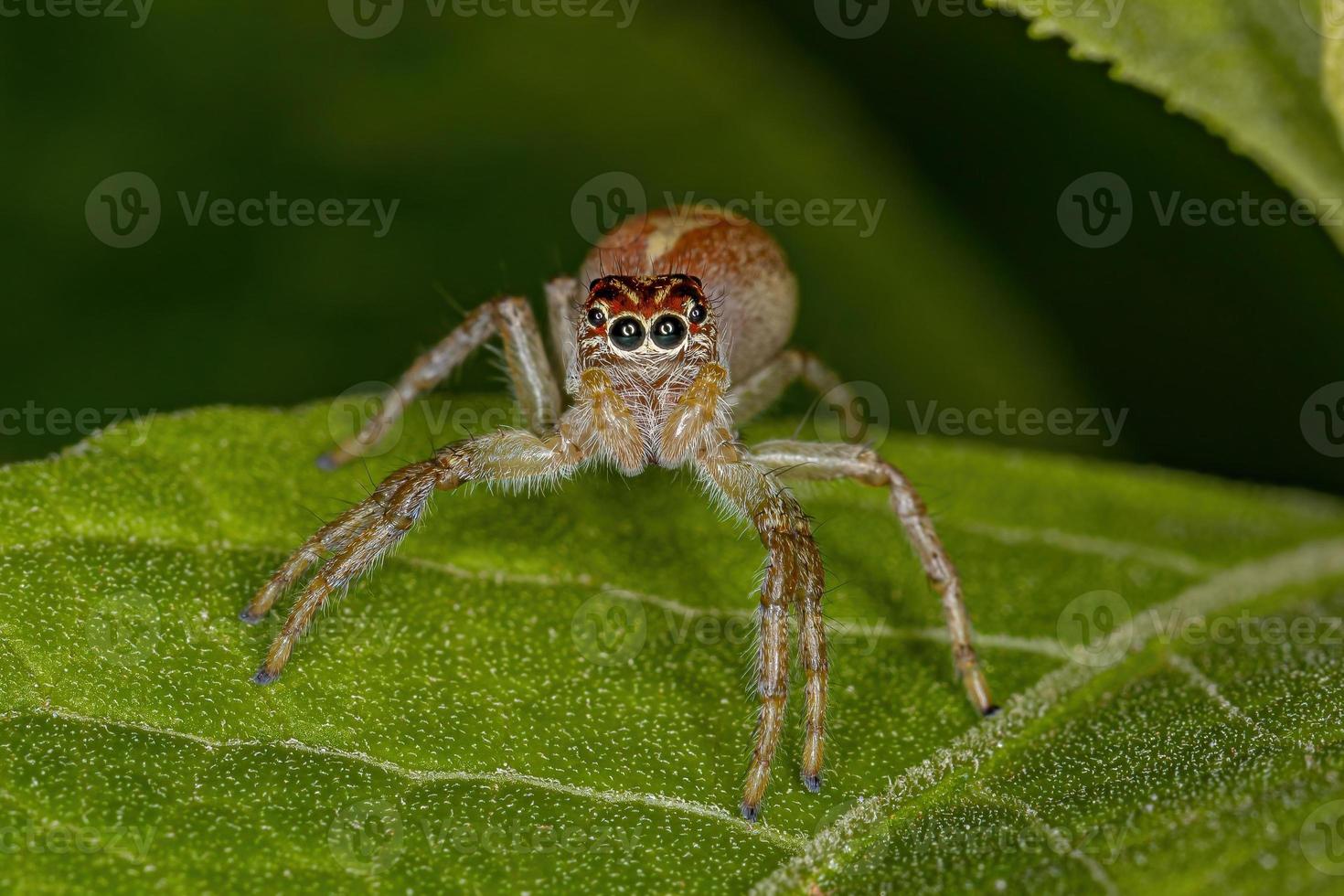 aranha saltadora masculina foto