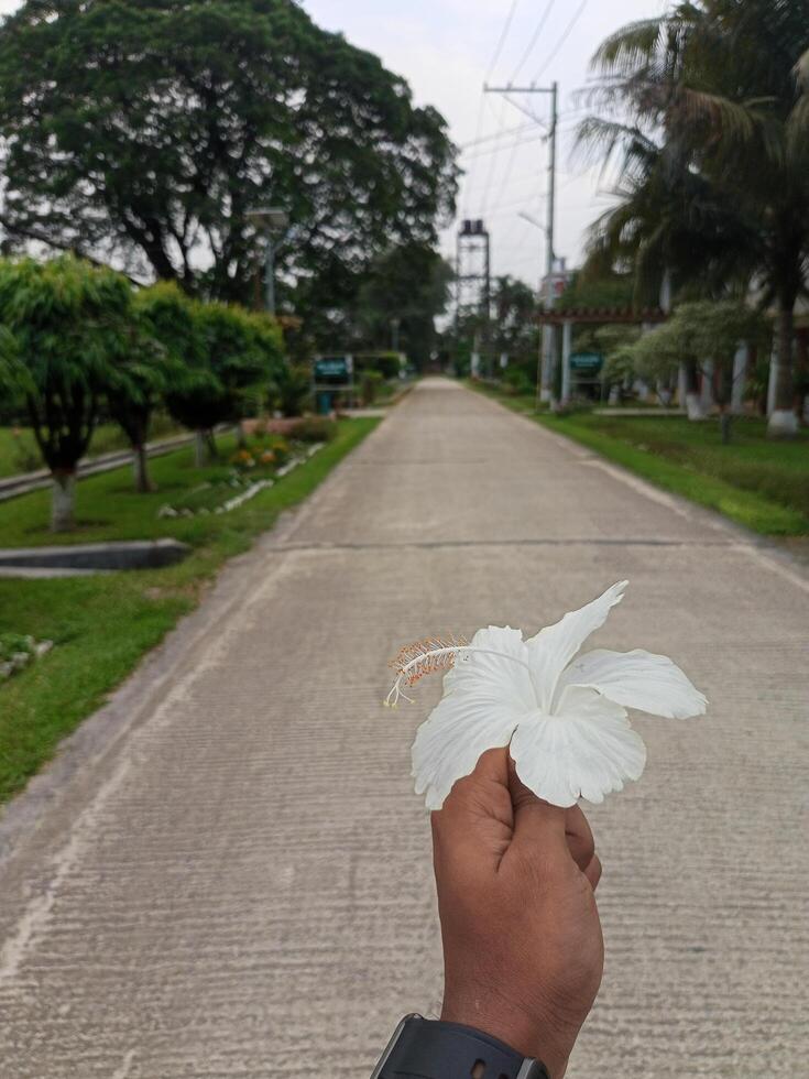 uma pessoa segurando uma branco flor dentro frente do uma estrada foto