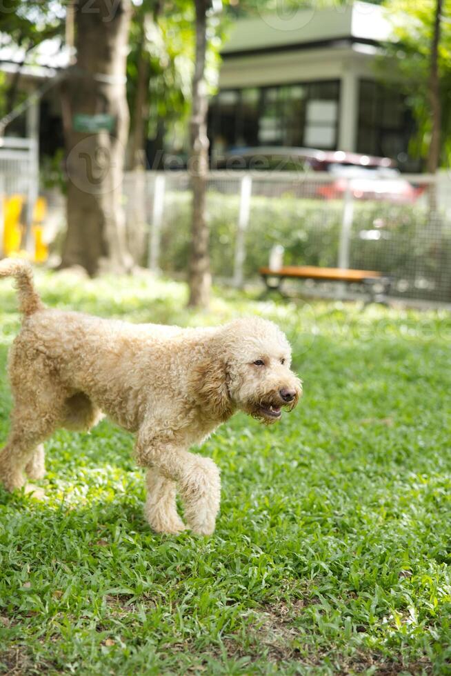 fechar acima fofo gordinho pele branco Castanho Preto poodle face com cachorro trela jogando dentro cachorro parque foto