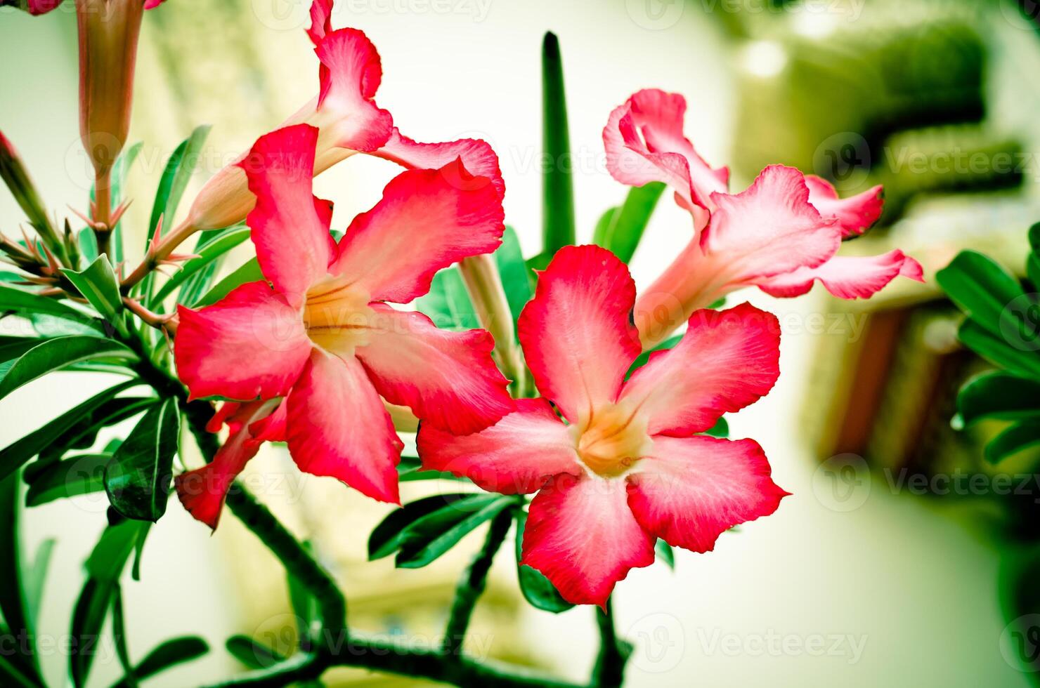 vermelho frangipani tropical flores a partir de árvore suave foco tom vintage foto