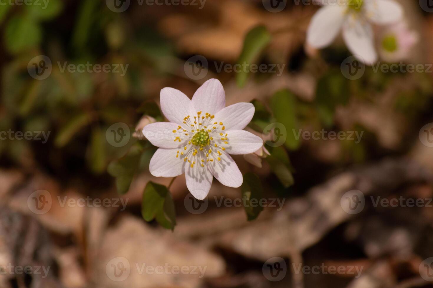 isto bonita branco flores é crescendo aqui dentro a madeiras quando Eu tomou isto cenário. isto é conhecido Como uma arruda-anêmona ou prado-rua que cresce dentro arborizado áreas. Eu amor a amarelo Centro para isto flores silvestres. foto