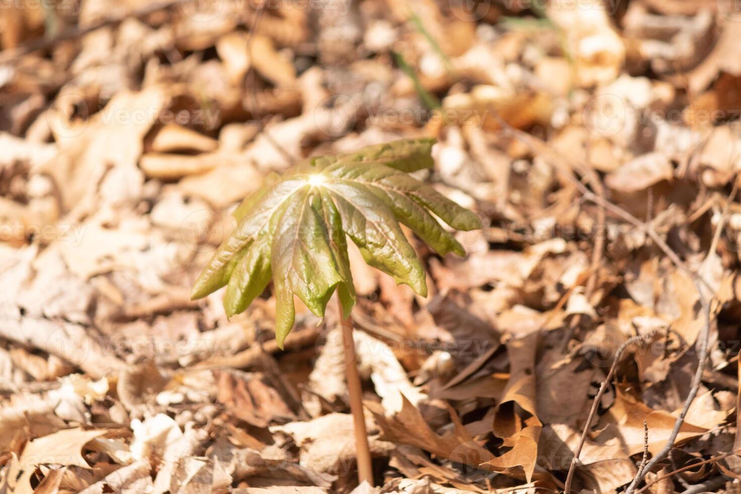 isto pode maçã plantar é sentado dentro a arborizado área por aí Castanho folhas. isto plantar é dado a nome desde elas normalmente estão visto dentro pode e crescer maçã olhando fruta. Eu amor a ampla verde folhas. foto