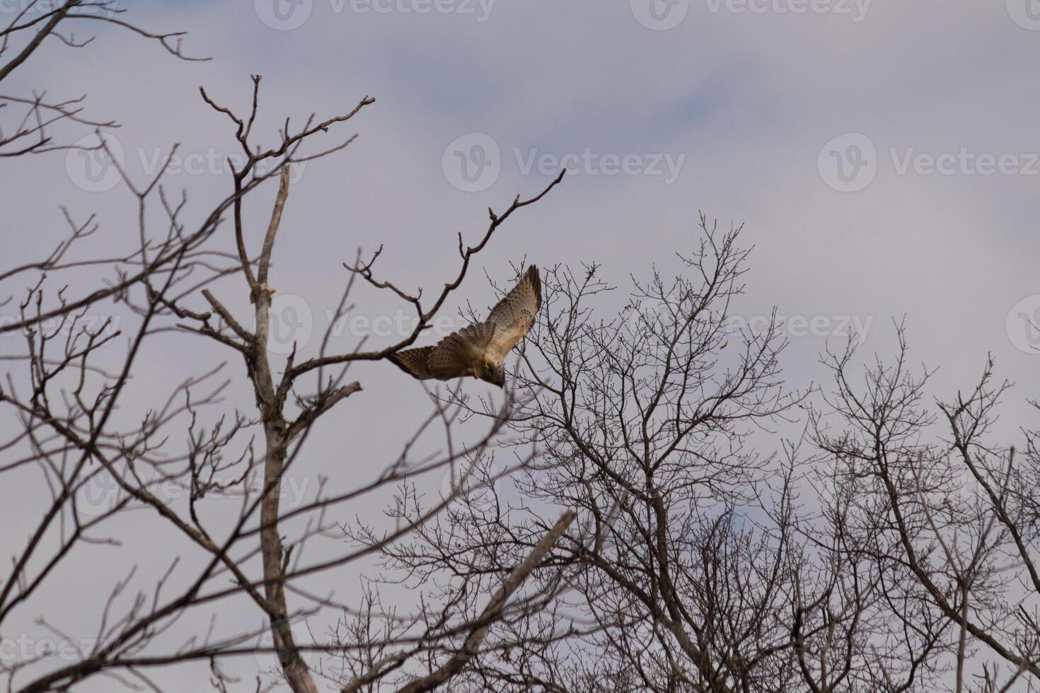 isto lindo trilho vermelho Falcão estava levando fora a partir de a árvore quando Eu tomou isto cenário. isto ampla raptor é lindo para assistir. a ampla Envergadura esticado Fora bonita distante. Eu amor a Castanho penas. foto